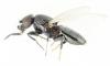Madiza glabra